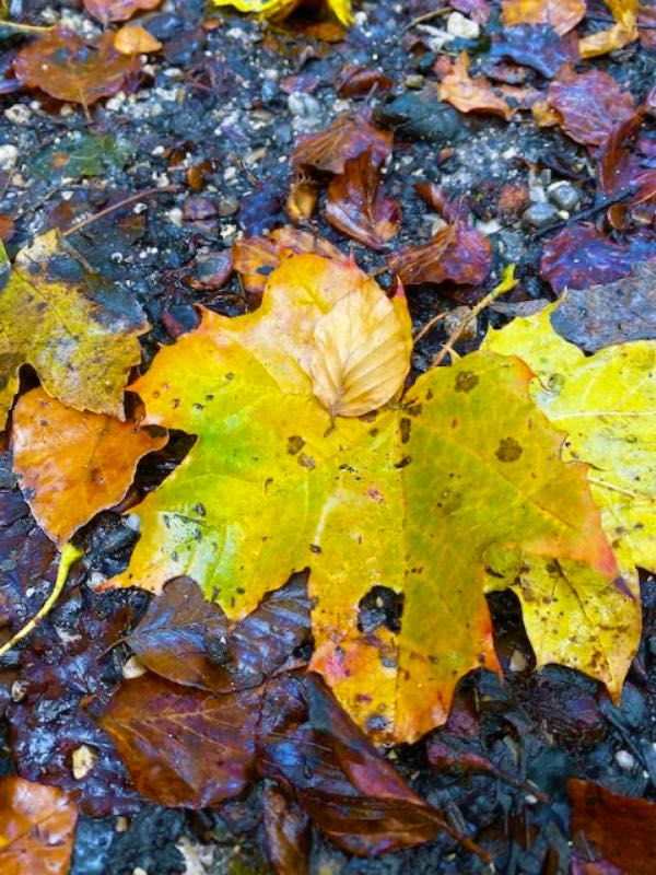 Die Arche Konzept Blätter im Herbst